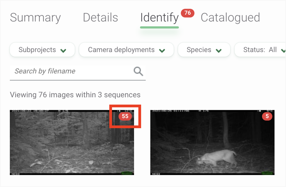 Screenshot of images in sequences in the Identify tab of a Project page