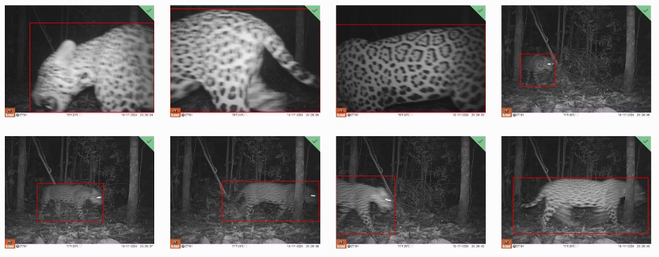Compilation of jaguar photos (Panthera onca) from Jamari National Forest, identified using Wildlife Insights