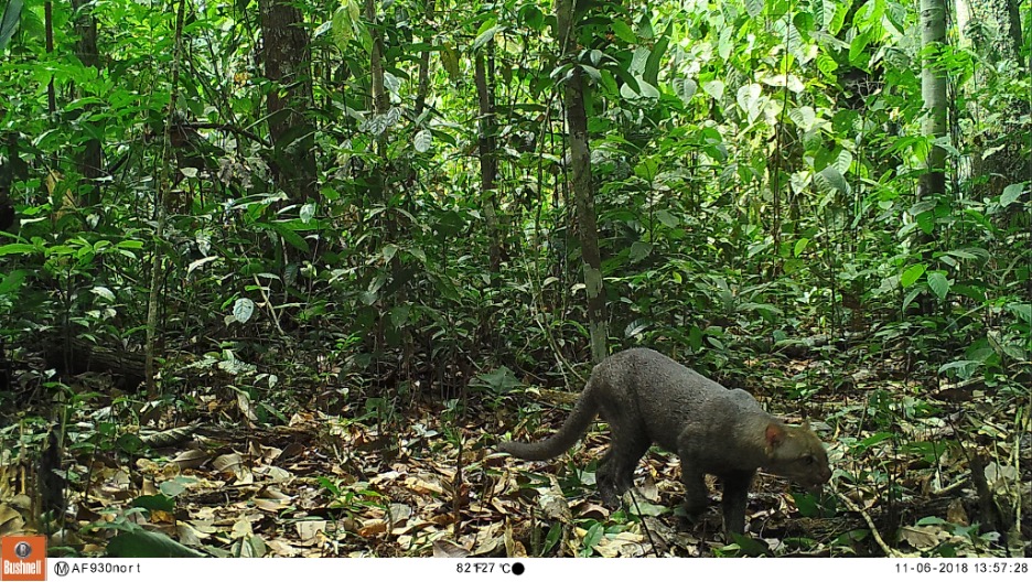 A furry animal in the woods

AI-generated content may be incorrect.