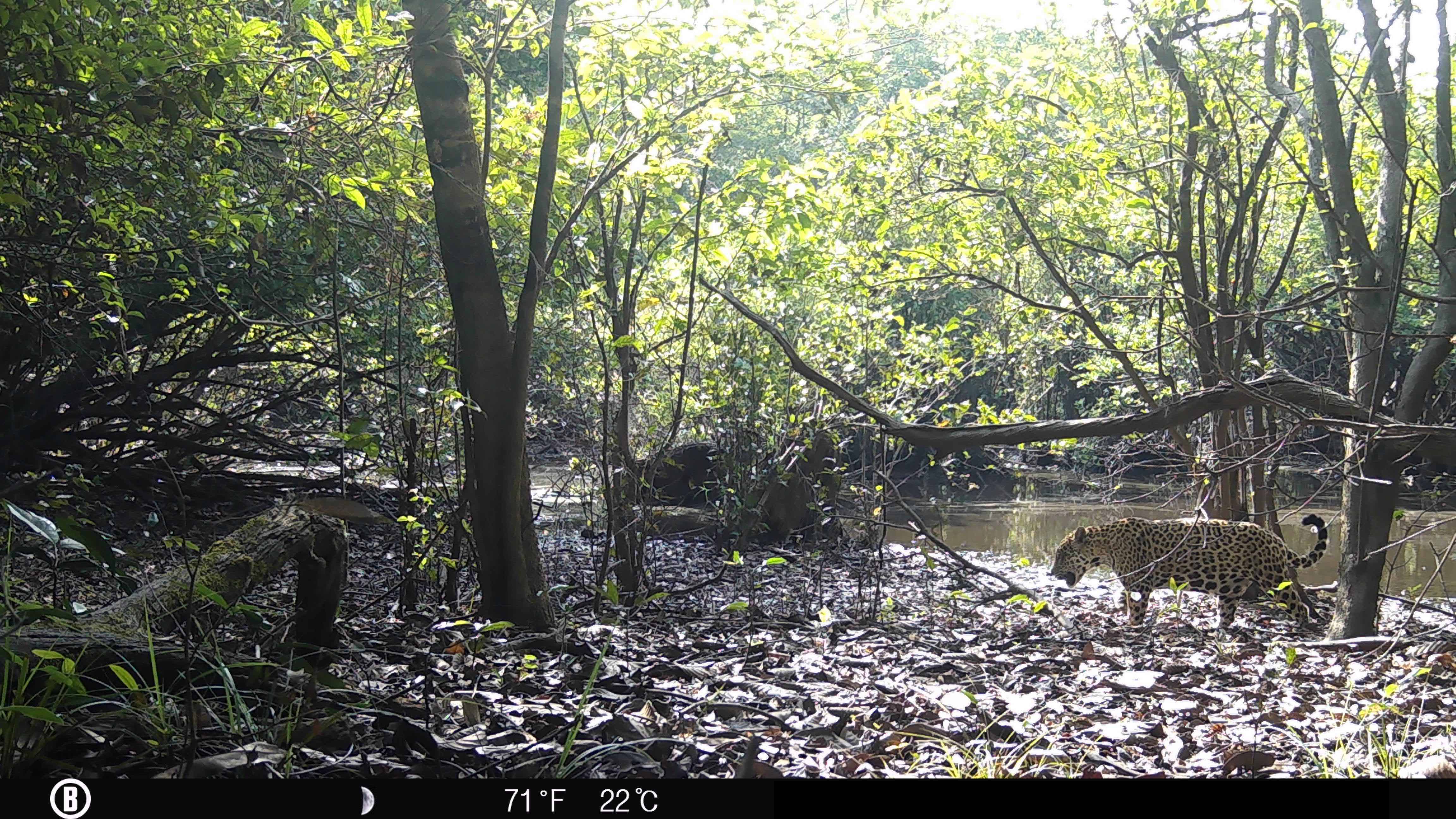 Camera trap image of a jaguar in Guaviare