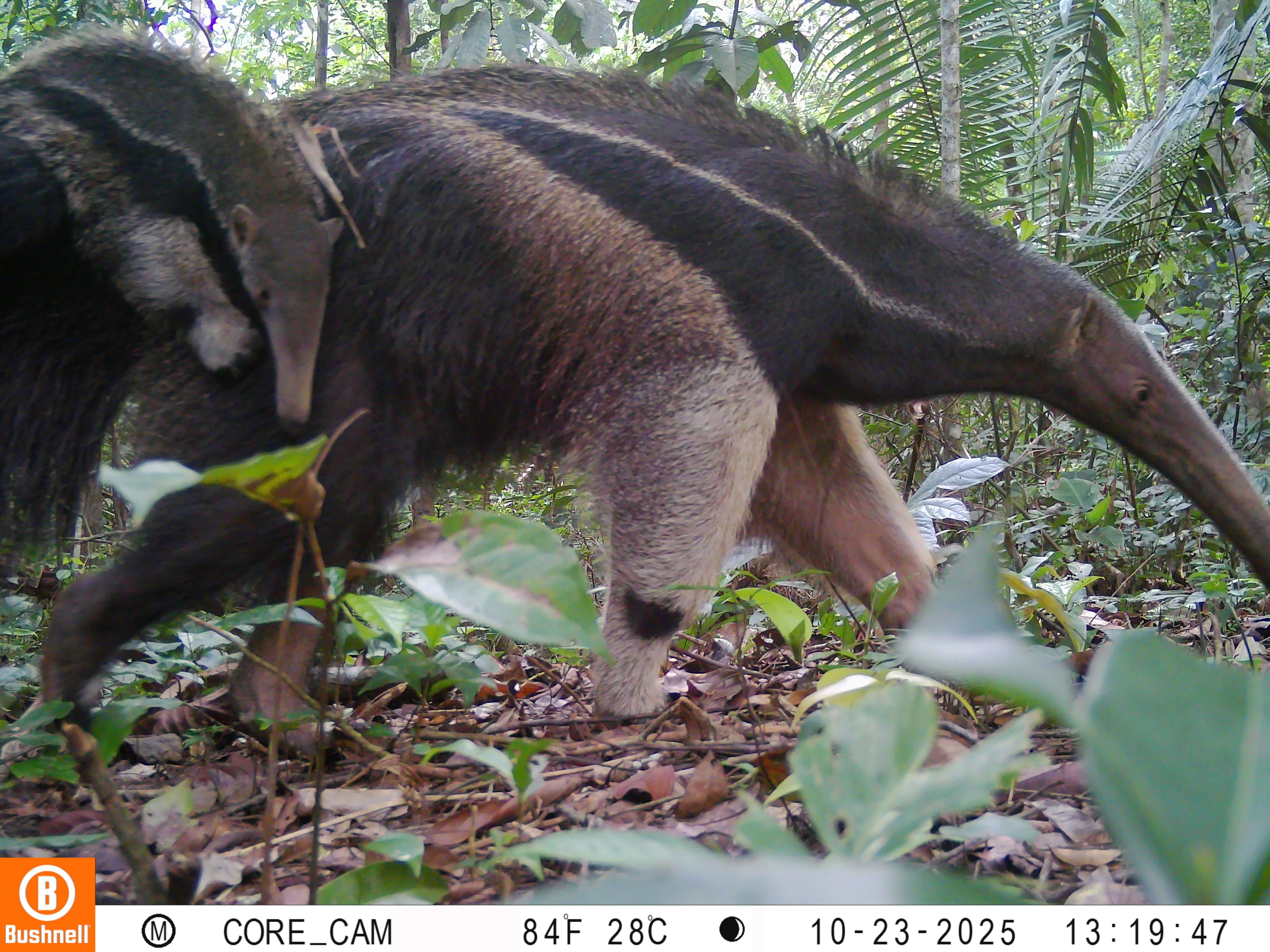 Giant anteater (Myrmecophaga tridactyla) at Rio Acre Ecological Station
