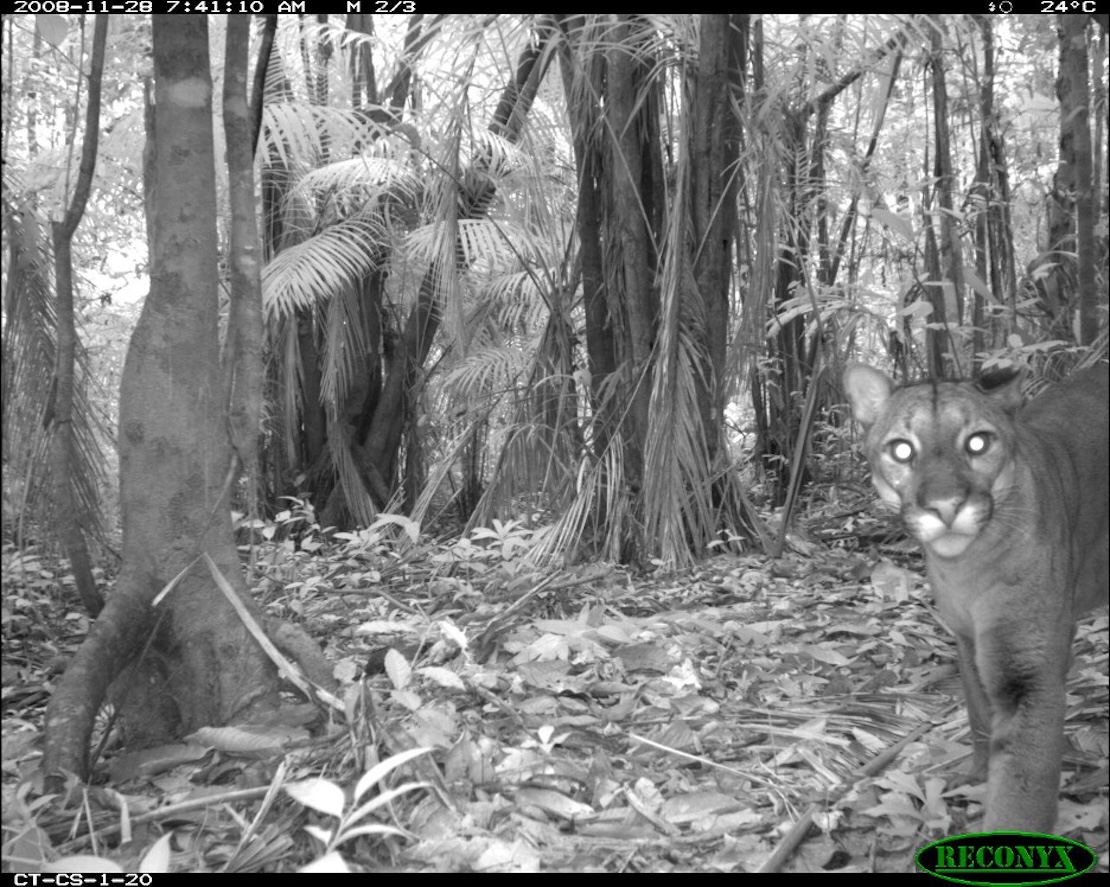 Puma_Suriname_fullsize