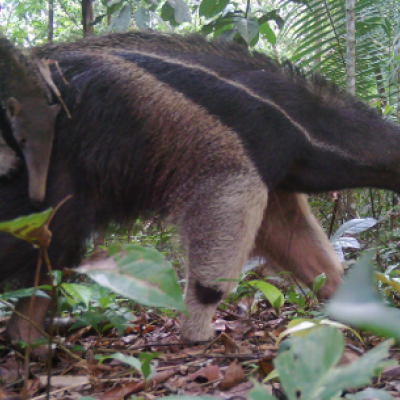 Giant anteater (Myrmecophaga tridactyla) at Rio Acre Ecological Station